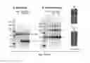 Fig. 09 - Compositions and methods related to engineered Fc constructs