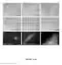 Fig. 08 - Low Rigidity Gels for MSC Growth Modulation