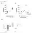 Fig. 06 - MODULATION OF FUNCTION OF IMMUNE EFFECTOR CELLS