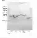 Fig. 02 - Methods and products for transfection