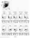 Fig. 07 - CTLA-4-targeting trans-splicing ribozyme for delivery of chimeric antigen receptor, and use thereof