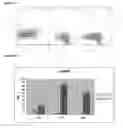 Fig. 07 - METHODS FOR IMPROVING RECOMBINANT PROTEIN EXPRESSION