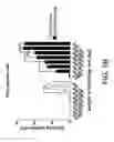 Fig. 07 - GENE KNOCKIN METHOD AND KIT FOR GENE KNOCKIN