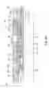 Fig. 09 - Downhole test tool and method of use