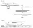Fig. 04 - Method for screening antibody using patient-derived tumor spheroids