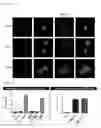 Fig. 09 - Method for screening antibody using patient-derived tumor spheroids
