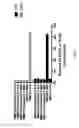 Fig. 06 - METHODS AND COMPOSITIONS FOR T-CELL EPITOPE SCREENING