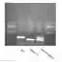 Fig. 01 - Biomarkers for Carcinogenesis and Uses Thereof