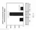 Fig. 08 - Protein activity modification