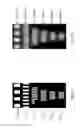 Fig. 08 - Multi moire structured illumination microscopy with high index materials