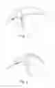 Fig. 02 - Spectacles with interchangeable lenses