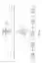 Fig. 43 - METHODS AND DEVICES FOR ALTERING DATA COLLECTION IN A FOOD PROCESSING SYSTEM