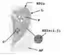 Fig. 01 - System and method for estimating a quantity of interest based on an image of a histological section