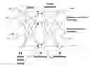Fig. 01 - Method and system for distributed coding and learning in neuromorphic networks for pattern recognition