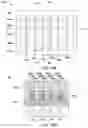 Fig. 25 - Nanosheet channel post replacement gate process