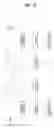 Fig. 12 - Sidelink signal transmission/reception method of UE in wireless communication system