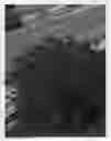 Fig. 01 - Spiraea 'DAVROU01
