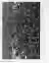 Fig. 03 - Spiraea 'DAVROU01