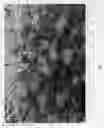 Fig. 04 - Spiraea 'DAVROU01