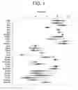 Fig. 02 - METHODS FOR TREATING CANCER AND PREDICTING DRUG RESPONSIVENESS IN CANCER PATIENTS