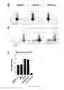 Fig. 33 - Methods of generating T-cells from stem cells and immunotherapeutic methods using the T-cells