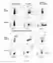Fig. 61 - Methods of generating T-cells from stem cells and immunotherapeutic methods using the T-cells