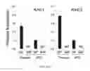 Fig. 63 - Methods of generating T-cells from stem cells and immunotherapeutic methods using the T-cells