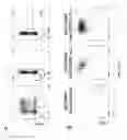 Fig. 65 - Methods of generating T-cells from stem cells and immunotherapeutic methods using the T-cells