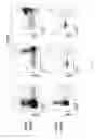 Fig. 74 - Methods of generating T-cells from stem cells and immunotherapeutic methods using the T-cells