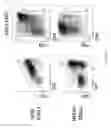 Fig. 77 - Methods of generating T-cells from stem cells and immunotherapeutic methods using the T-cells