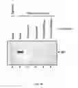 Fig. 49 - Method for the use of botanical extracts in the treatment of viral infections