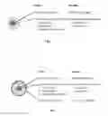 Fig. 02 - Compositions of food allergens