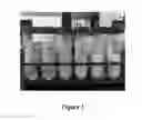 Fig. 02 - Thermoreversible compositions for administration of therapeutic agents