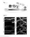 Fig. 02 - Vector for gene silencing and replacement and methods of use thereof