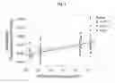 Fig. 02 - NANOPARTICLE DIAGNOSTIC AND METHODS FOR TREATING DISEASE