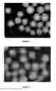 Fig. 02 - Radiopaque monomers, polymers, microspheres, and methods related thereto