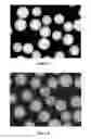 Fig. 04 - Radiopaque monomers, polymers, microspheres, and methods related thereto