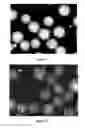 Fig. 05 - Radiopaque monomers, polymers, microspheres, and methods related thereto