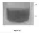 Fig. 18 - Radiopaque monomers, polymers, microspheres, and methods related thereto