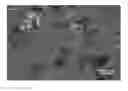 Fig. 01 - Pharmaceutical salts N-(2-(2-(dimethylamino)ethoxy)-4-methoxy-5-((4-(1-methyl-1H-indol-3-yl)pyrimidin-2-yl)amino)phenyl)acrylamide and crystalline forms thereof