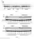 Fig. 08 - SELECTIVE ESTROGEN RECEPTOR DOWN-REGULATORS (SERDS)