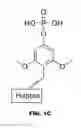 Fig. 03 - Protein proximity assay in formalin fixed paraffin embedded tissue using caged haptens