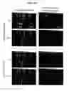 Fig. 09 - RECOMBINANT LECTIN AND USES THEREOF