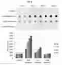 Fig. 45 - Anti-CEACAM6 antibodies and methods of use
