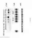 Fig. 02 - Non-cytotoxic modified cells and use thereof