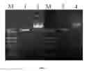 Fig. 02 - Chimeric antigen receptor for efficient selective proliferation in vitro and uses thereof