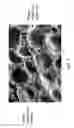 Fig. 02 - Plant gene for granule development, modified cereal plants and grain