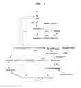 Fig. 02 - Methods and materials for the biosynthesis of compounds involved in the tricarboxylic acid cycle and derivatives and compounds related thereto