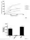 Fig. 02 - Specific substrate of an ALDH isoenzyme