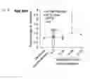 Fig. 08 - Compositions and methods related to the methylation of histone H1.0 protein